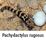 Pachydactylus rugosus